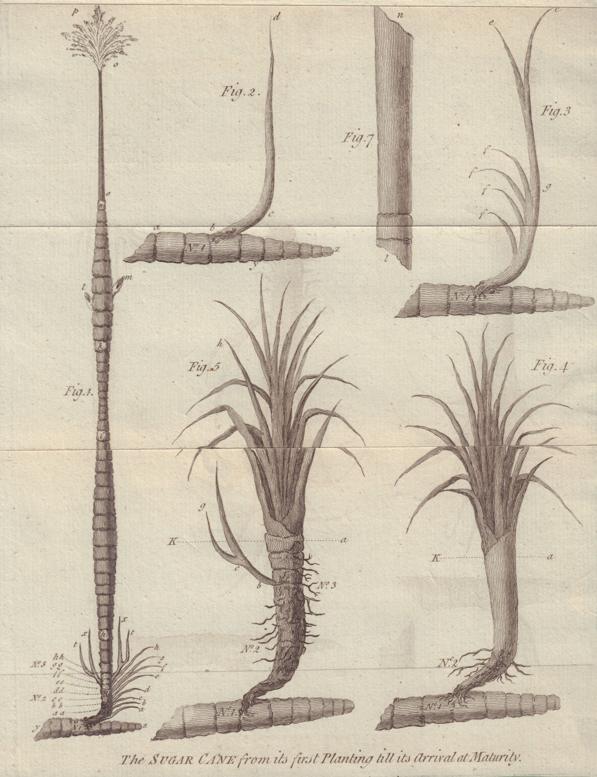The Sugar Cane from its first Planting till its Arrival to Maturity. Food 1779